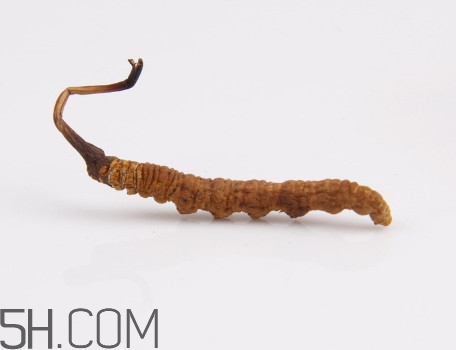 冬蟲夏草有毒嗎？冬蟲夏草一次吃幾根