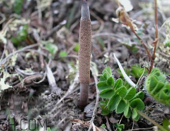 冬蟲夏草哪里的最好？冬蟲夏草和蟲草花的區(qū)別