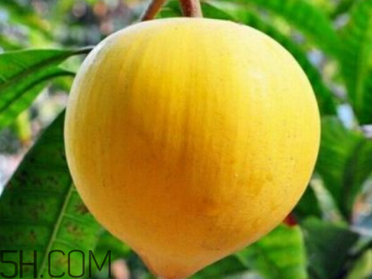 蛋黃果孕婦可以吃嗎 孕婦吃蛋黃果的好處 蛋黃果孕婦可以吃嗎 孕婦吃蛋黃果的好處