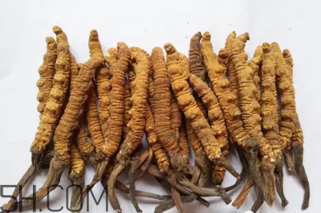 冬蟲夏草真的冬天是蟲夏天是草嗎？冬蟲夏草是怎么長成