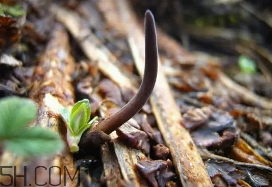 冬蟲夏草真的冬天是蟲夏天是草嗎？冬蟲夏草是怎么長成