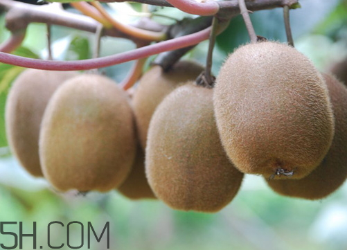 海沃德獼猴桃好吃嗎？海沃德獼猴桃酸嗎？