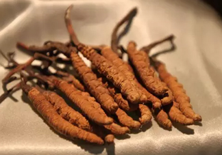 冬蟲夏草真的冬天是蟲夏天是草嗎？冬蟲夏草是怎么長成