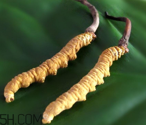 冬蟲夏草為什么這么貴？冬蟲夏草功效有哪些