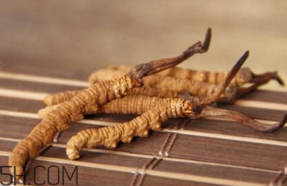 冬蟲夏草有毒嗎？冬蟲夏草一次吃幾根