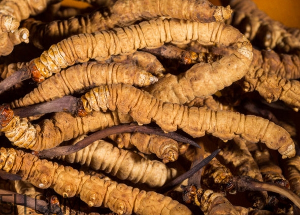 冬蟲夏草哪里的最好？冬蟲夏草和蟲草花的區(qū)別