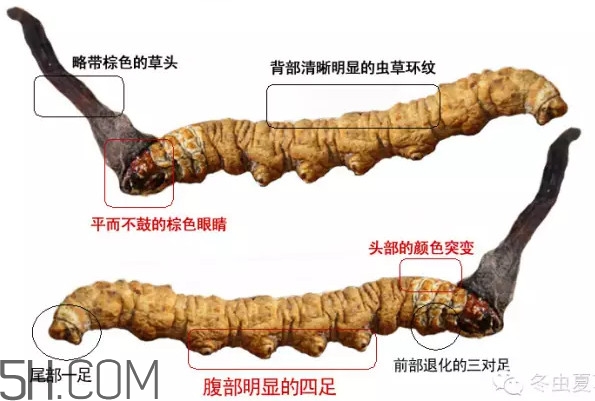 冬蟲(chóng)夏草怎么保存？冬蟲(chóng)夏草怎么挑選