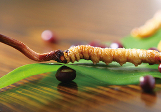 冬蟲夏草哪里的最好？冬蟲夏草和蟲草花的區(qū)別