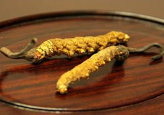 冬蟲夏草多少錢一斤？冬蟲夏草回收多少錢一克