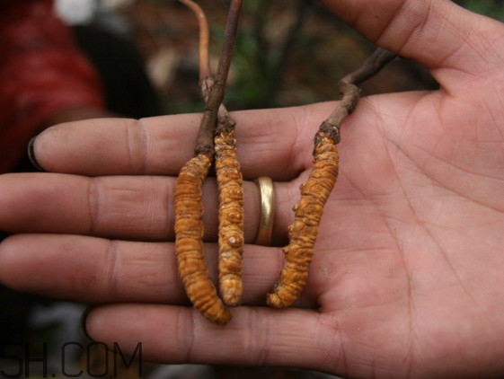 冬蟲(chóng)夏草什么時(shí)候吃最好？冬蟲(chóng)夏草保質(zhì)期多久