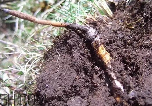 冬蟲夏草什么時候吃最好？冬蟲夏草保質(zhì)期多久
