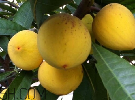 蛋黃果可以放在冰箱嗎 蛋黃果怎么保存 蛋黃果可以放在冰箱嗎 蛋黃果怎么保存