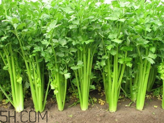 吃什么食物會(huì)導(dǎo)致失眠？睡前吃巧克力會(huì)導(dǎo)致失眠嗎？