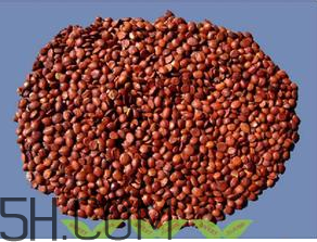 洋蔥能治失眠嗎？酸棗仁治療失眠嗎？