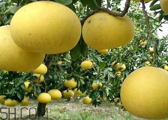 文旦柚多少錢一斤？文旦柚是寒性食物嗎