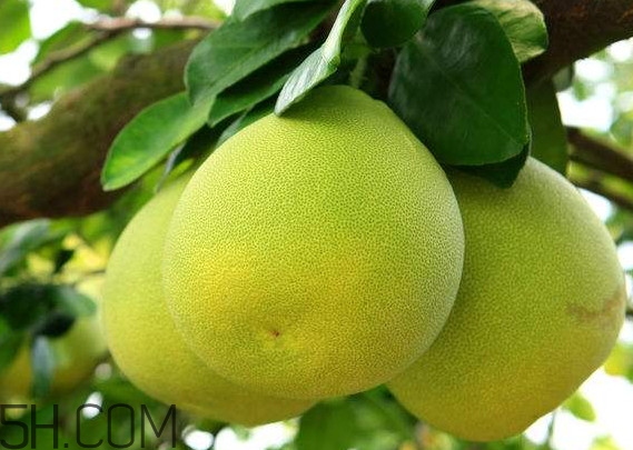 文旦怎么保存？文旦是哪個(gè)地方的特產(chǎn)