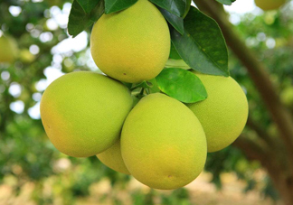 沙田柚是文旦嗎？文旦柚和沙田柚的區(qū)別