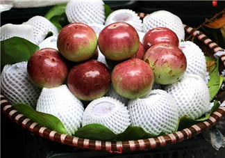 牛奶果是什么？牛奶果孕婦可以吃嗎？