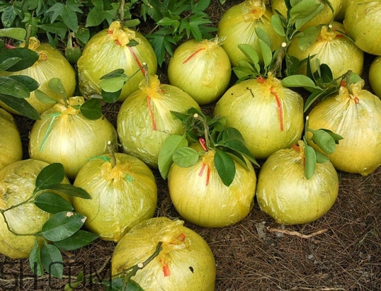 柚子為什么叫文旦？為什么吃柚子嘴麻