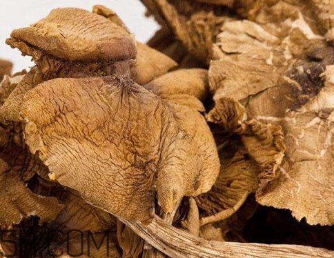 松菇怎么清洗？松菇不能和什么一起吃