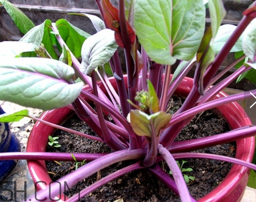 紅菜苔怎么種？如何正確采摘紅菜苔