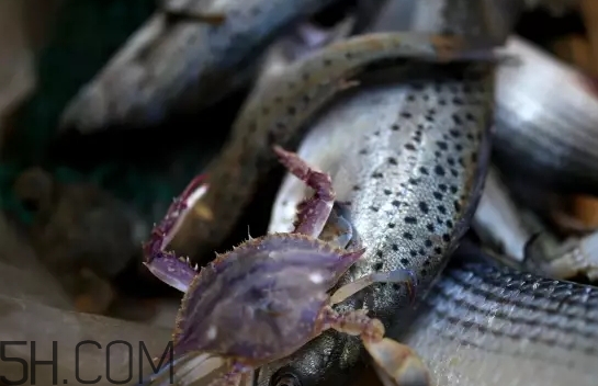 海虹蟹蒸多久才可以熟？海虹蟹蒸多長時間