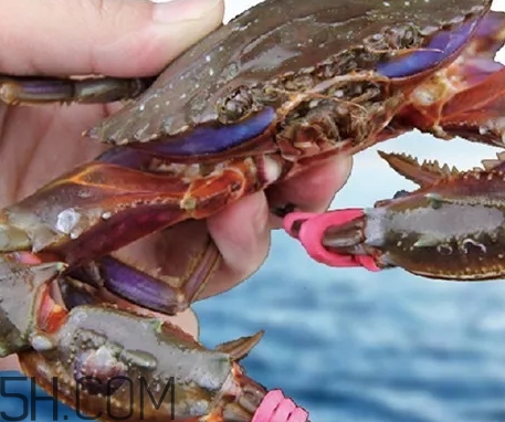 海虹蟹蒸多久才可以熟？海虹蟹蒸多長時間