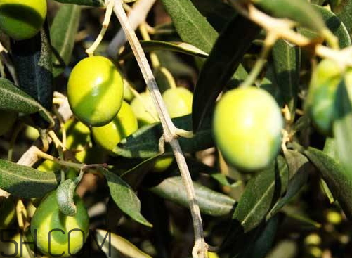 橄欖什么時候上市 橄欖上市時間 橄欖什么時候上市 橄欖上市時間