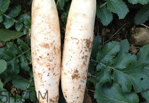 白蘿卜吃多了會怎樣_白蘿卜吃多了有什么危害 白蘿卜吃多了會怎樣_白蘿卜吃多了有什么危害