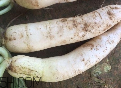白蘿卜吃多了會怎樣_白蘿卜吃多了有什么危害 白蘿卜吃多了會怎樣_白蘿卜吃多了有什么危害