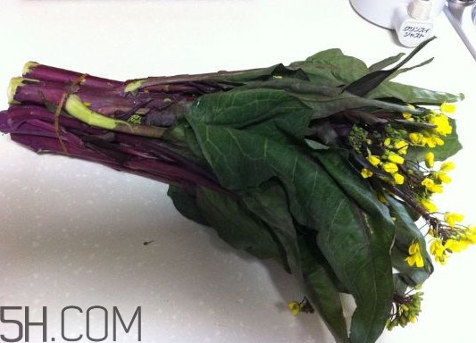 紅菜苔怎么種？如何正確采摘紅菜苔