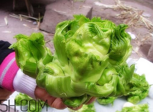 兒菜怎么種？兒菜怎么腌制