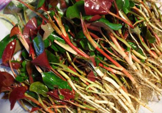 魚腥草有馬兜鈴酸嗎？馬兜鈴酸的功效與作用