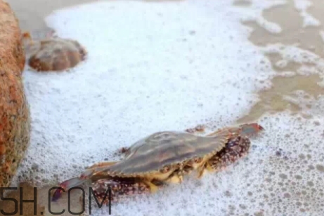 冬蟹是什么蟹？冬蟹的營養(yǎng)價值和功效