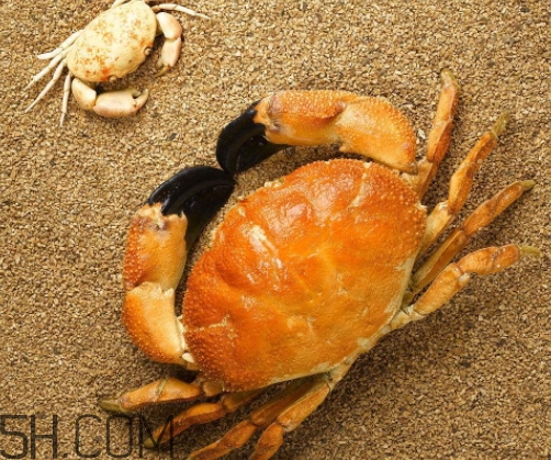 冬蟹多少錢一斤？冬蟹價(jià)格