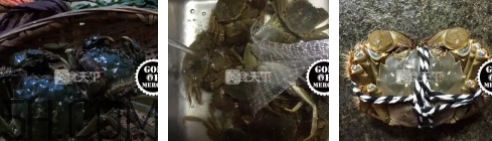 菜蟹是什么蟹？菜蟹的營養(yǎng)價值與功效