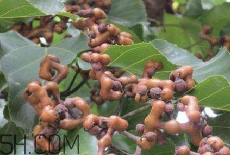 雞爪梨是水果嗎？雞爪梨泡酒有什么功效