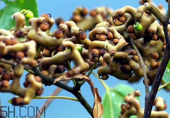 雞爪梨多少錢(qián)一斤？雞爪梨孕婦能吃嗎