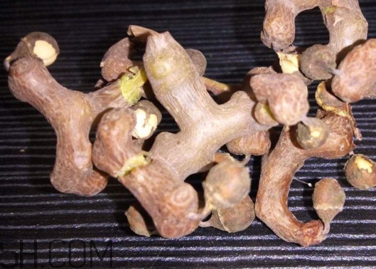 雞爪梨解酒是真的嗎？雞爪梨種下幾年能開花結(jié)果