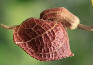 馬兜鈴酸的中藥有哪些？馬兜鈴酸是什么