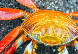 冬蟹是什么蟹？冬蟹的營(yíng)養(yǎng)價(jià)值和功效