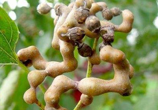 雞爪梨解酒是真的嗎？雞爪梨種下幾年能開花結(jié)果