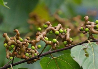 雞爪梨泡酒是喝酒還是吃果實(shí)嗎？雞爪梨的營養(yǎng)價(jià)值