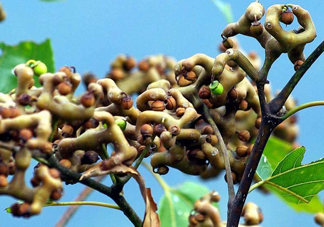 雞爪梨多少錢一斤？雞爪梨孕婦能吃嗎