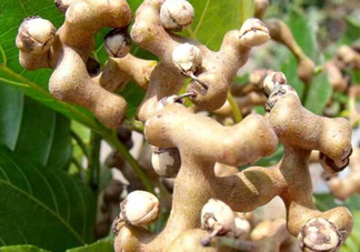 雞爪梨是水果嗎？雞爪梨泡酒有什么功效