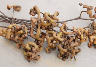 雞爪梨怎么挑選？雞爪梨什么時(shí)候成熟