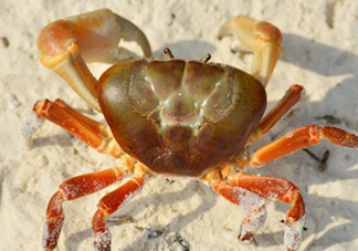 冬蟹蒸多長(zhǎng)時(shí)間？怎么蒸冬蟹