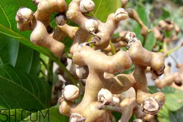 雞爪梨是水果嗎？雞爪梨泡酒有什么功效