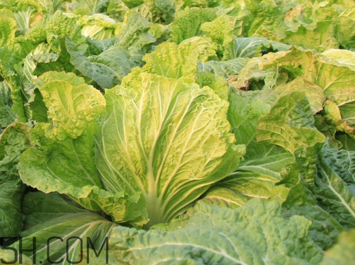 冬儲(chǔ)大白菜怎么才不會(huì)壞？冬儲(chǔ)大白菜什么時(shí)候上市