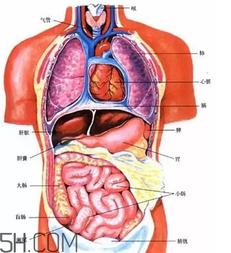胃在左邊還是右邊？胃在哪個(gè)位置圖
